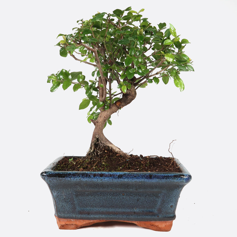 Sageretia thea - Falscher Tee, ca. 6 jährig, 20-25 cm, Zimmerbonsai