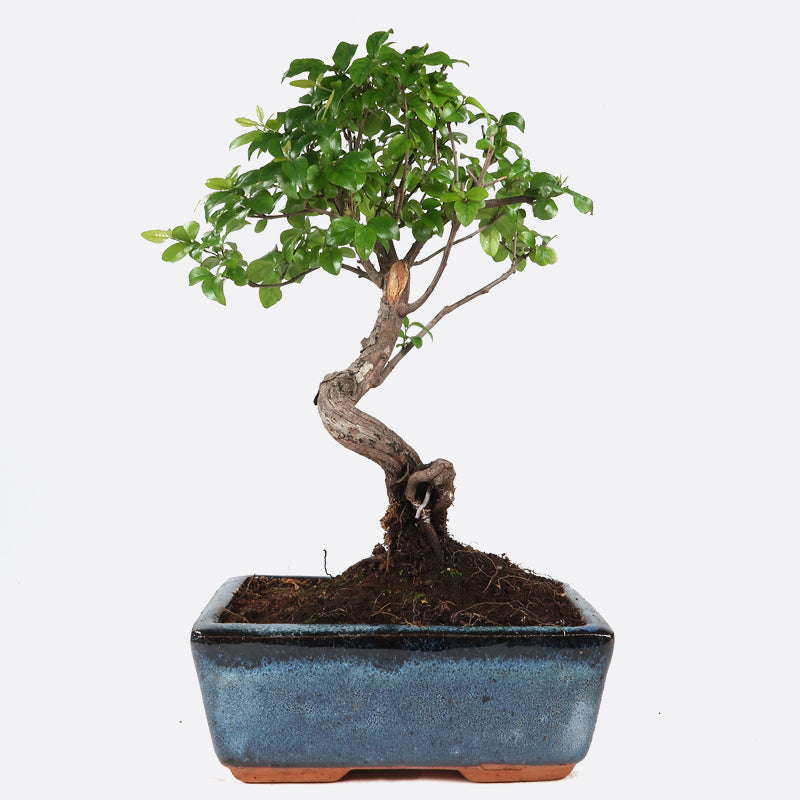 Sageretia thea - Falscher Tee, ca. 6 jährig, 25-30 cm, Zimmerbonsai