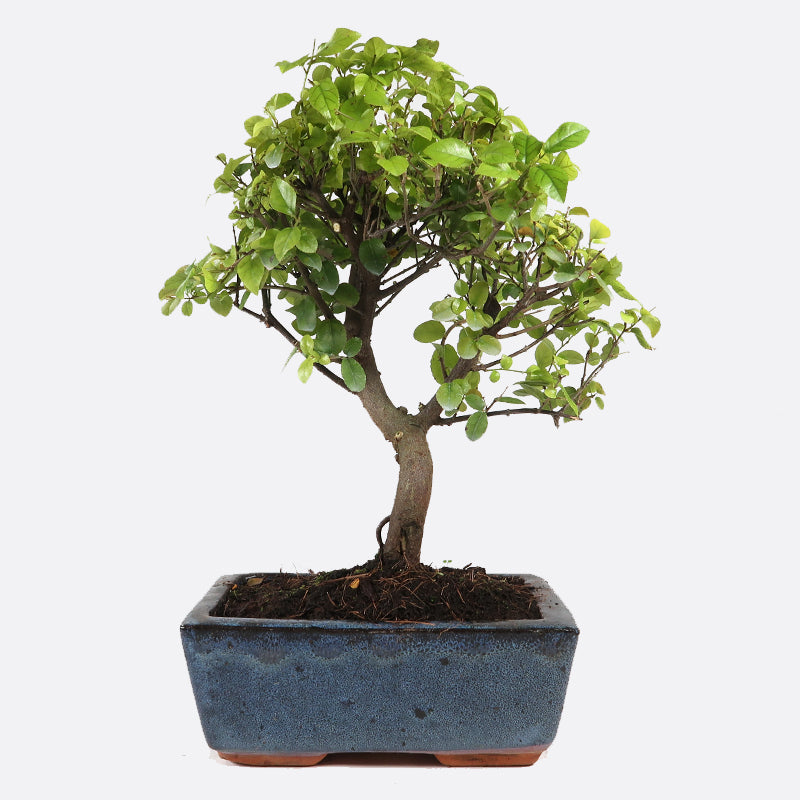 Sageretia thea - Falscher Tee, ca. 7 jährig, 25-30 cm, Zimmerbonsai