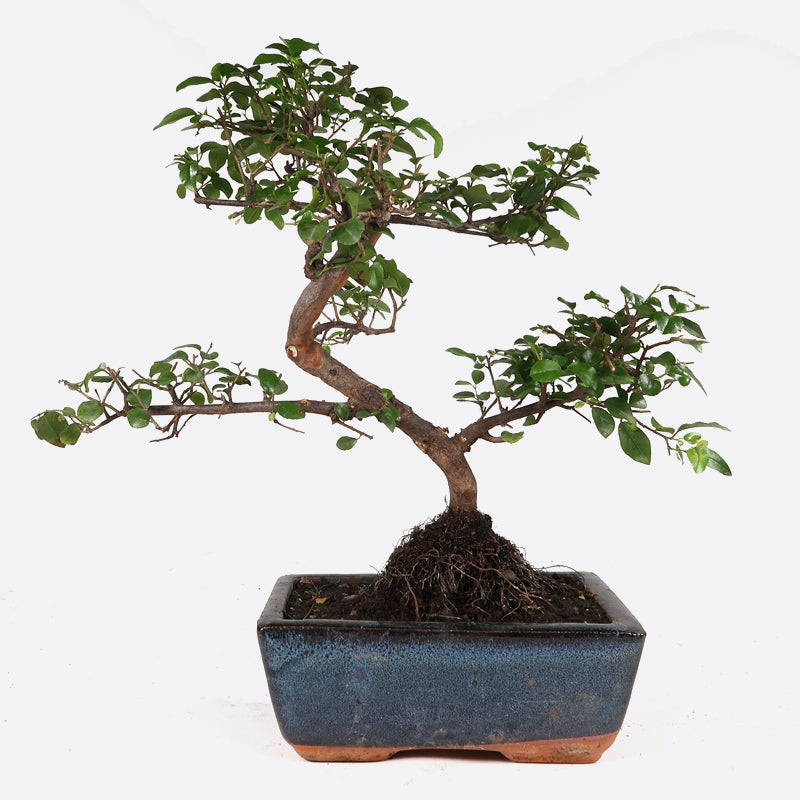 Sageretia thea - Falscher Tee, ca. 7-8 jährig, 25-30 cm, Zimmerbonsai