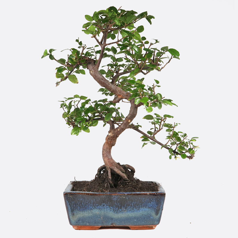 Sageretia thea - Falscher Tee, ca. 8 jährig, 25-30 cm, Zimmerbonsai