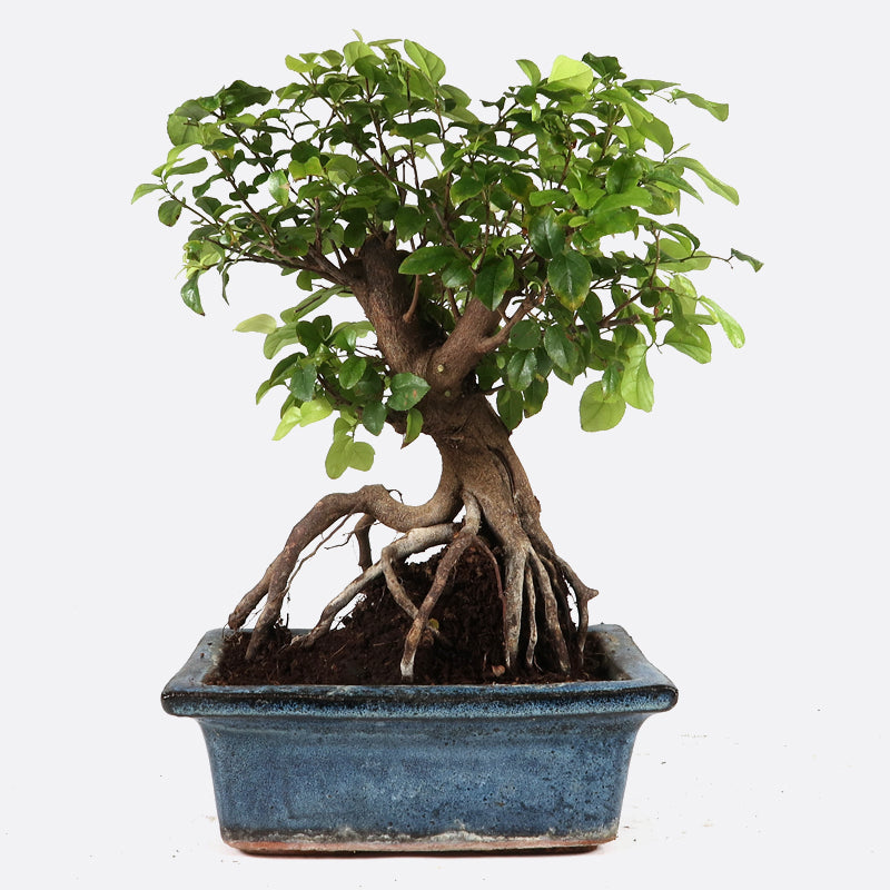 Sageretia thea - Falscher Tee, ca. 6 jährig, 20-25 cm, Zimmerbonsai