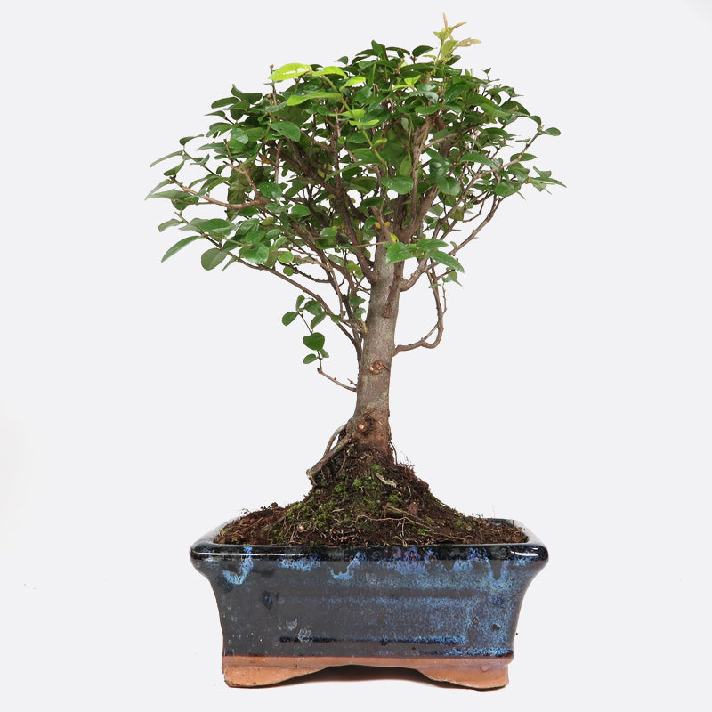 Sageretia thea - Falscher Tee, ca. 6 jährig, 25-30 cm, Zimmerbonsai