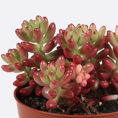 Sedum rubratinctum rosea
