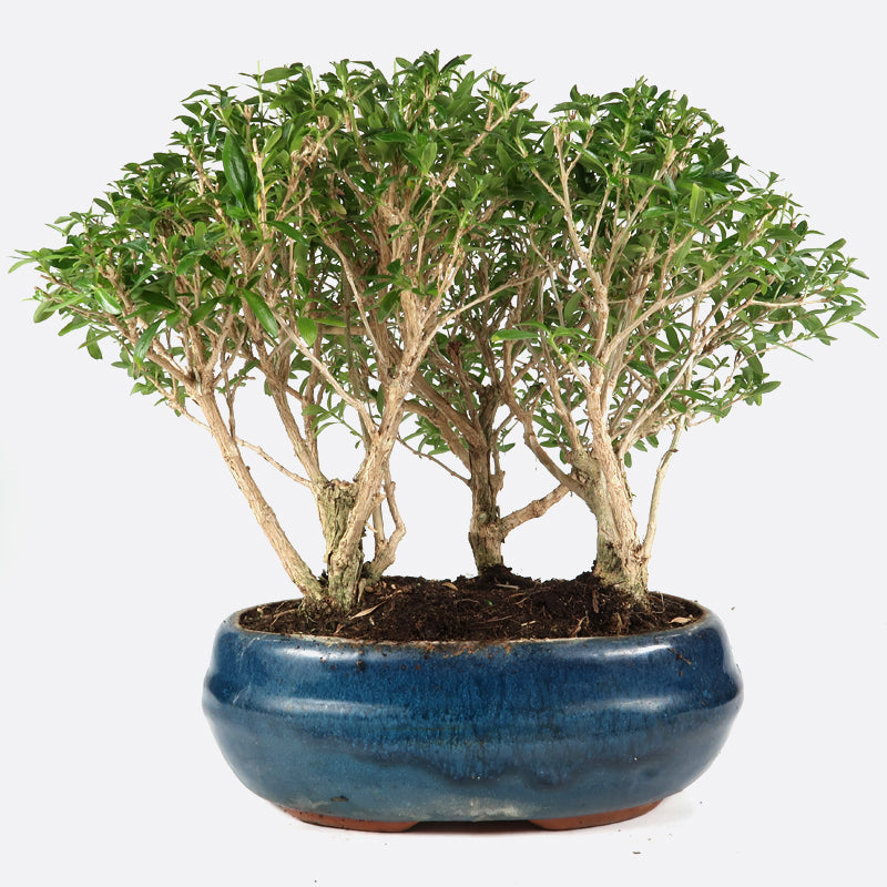 Serissa - Junischnee, 6+7+7 jährig, 25-30 cm, Zimmerbonsai