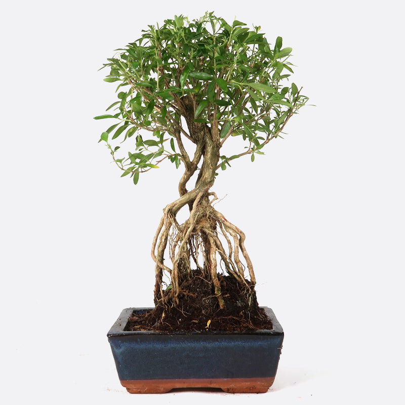 Serissa - Junischnee, 7-8 jährig, 30-35 cm, Zimmerbonsai