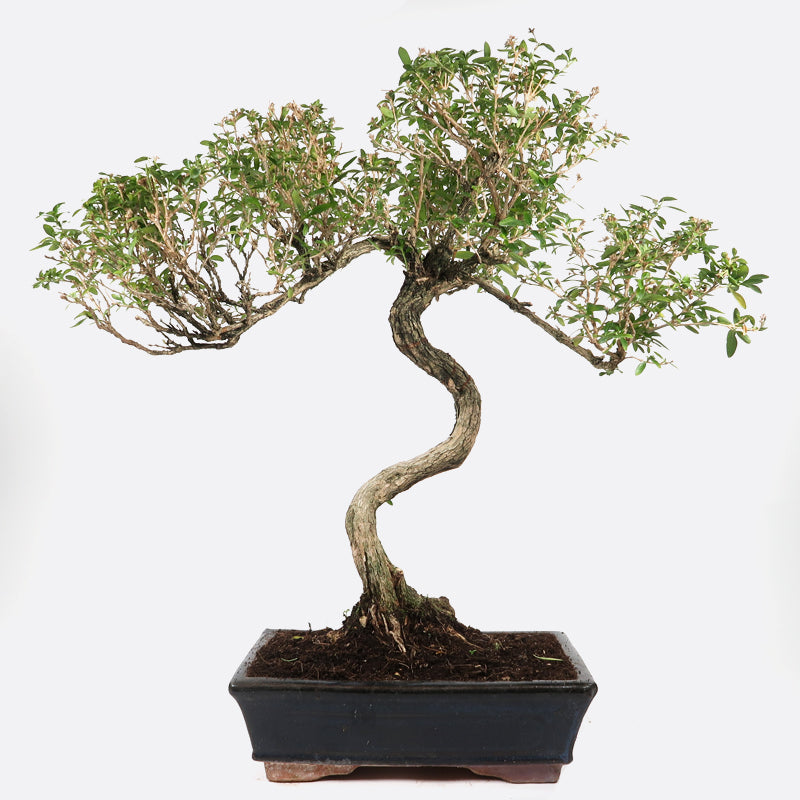 Serissa - Junischnee, 11 jährig, 50-55 cm, Zimmerbonsai