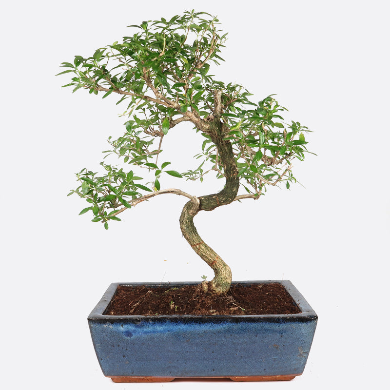 Serissa - Junischnee, 10 jährig, 35-40 cm, Zimmerbonsai