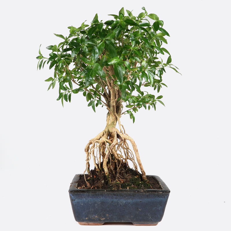 Serissa - Junischnee, 7-8 jährig, 25-30 cm, Zimmerbonsai