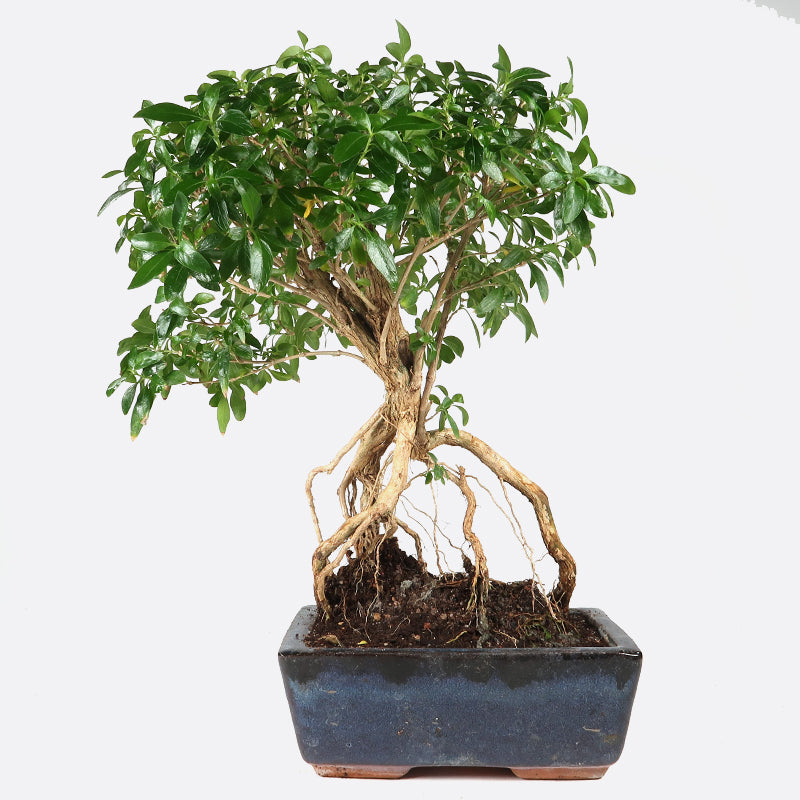 Serissa - Junischnee, 7-8 jährig, 25-30 cm, Zimmerbonsai