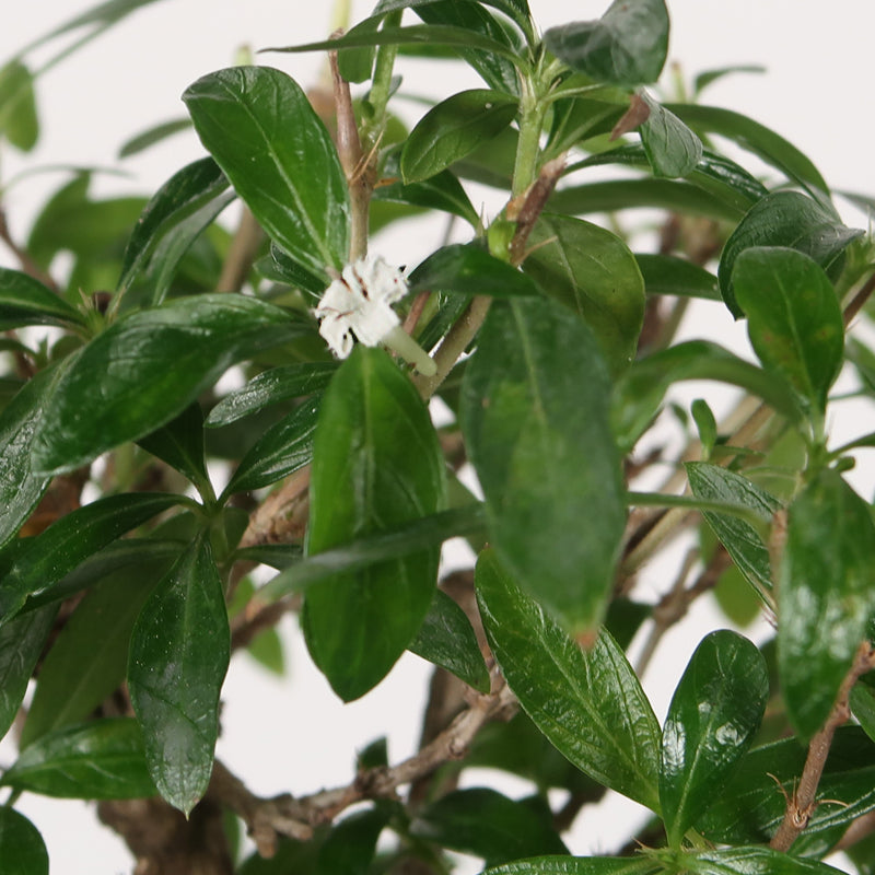 Serissa mit Kiesteller