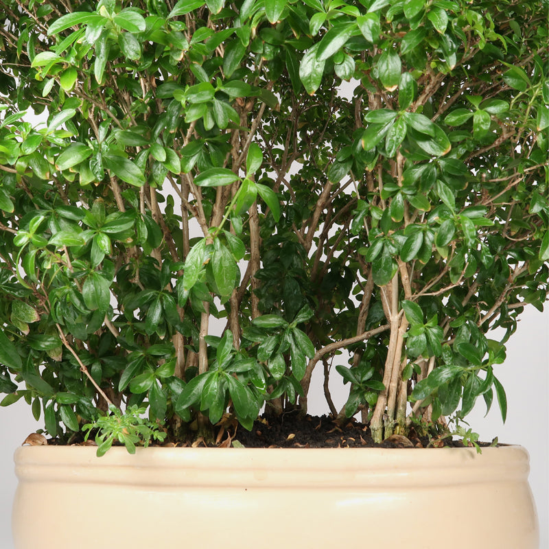 Serissa