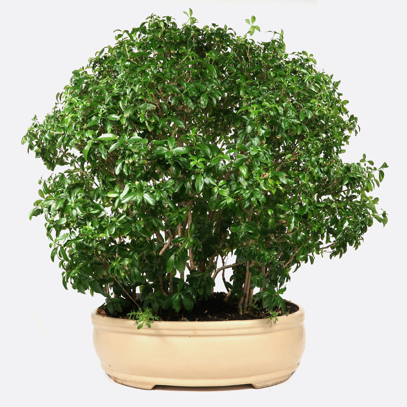 Serissa - Junischnee, 55-60 cm, Zimmerbonsai