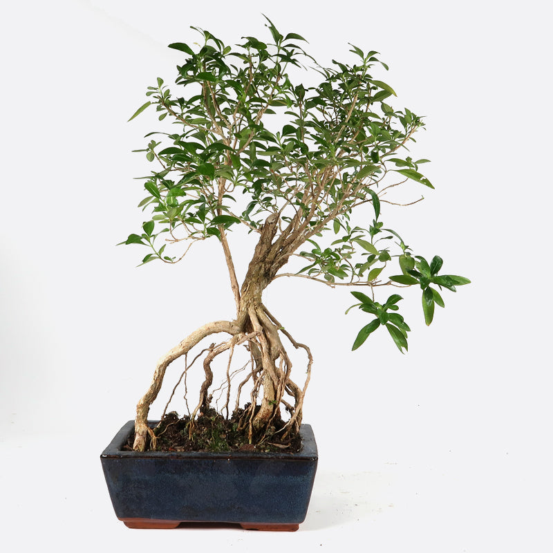 Serissa - Junischnee, 7-8 jährig, 30-35 cm, Zimmerbonsai