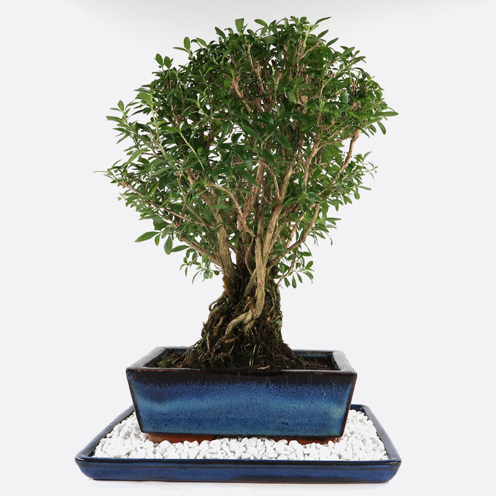 bonsai sardinien Serissa mit Kiesteller