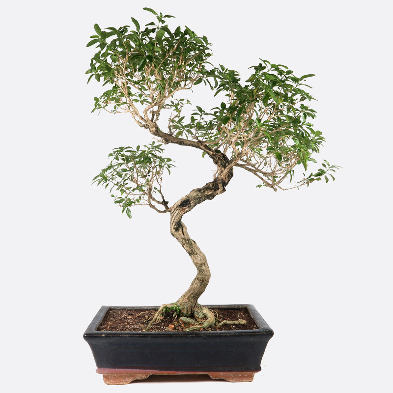 Junischnee Bonsai Kaufen