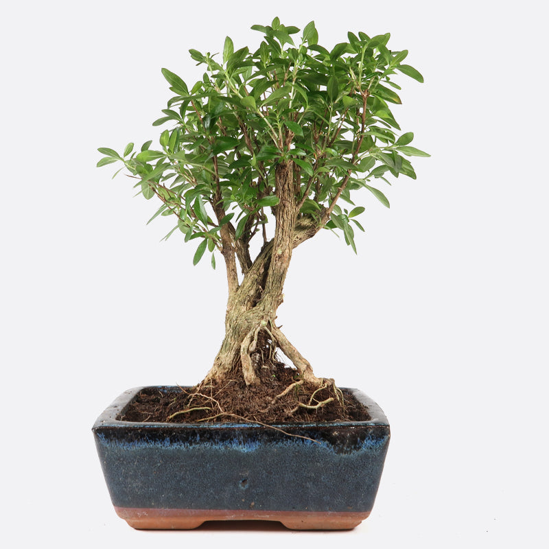 Serissa - Junischnee