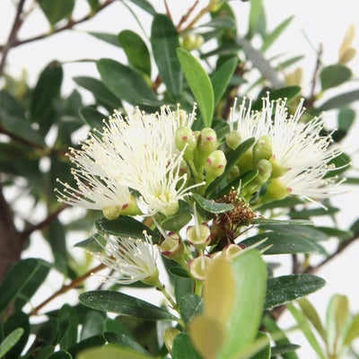 Syzygium buxifolium - buxblättrige Kirschmyrte, ca. 11-12 jährig, 30-35 Zimmerbonsai