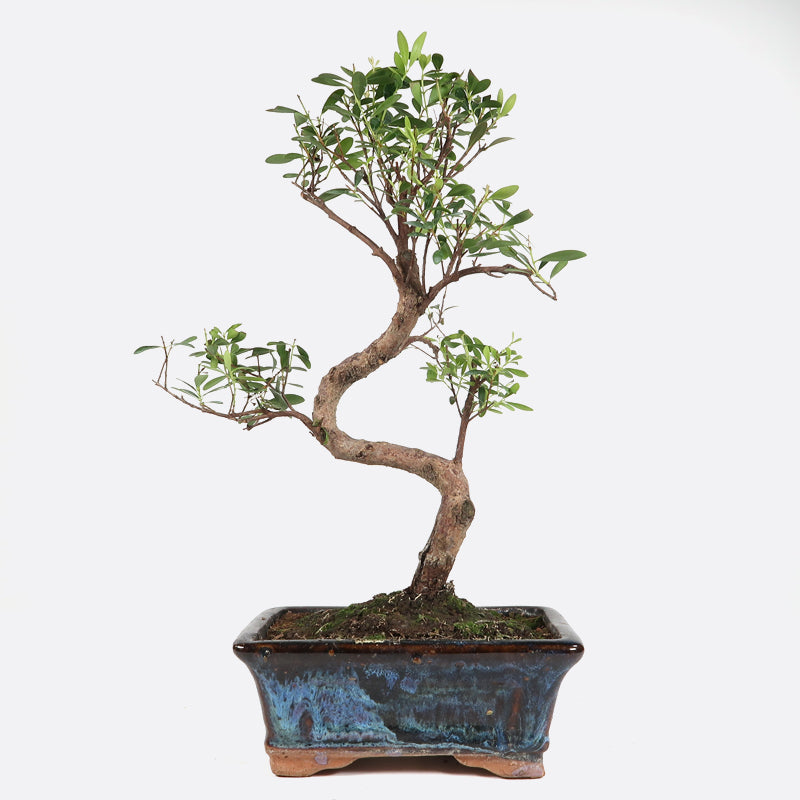 Syzygium buxifolium - buxblättrige Kirschmyrte, ca. 7-8 jährig, Zimmerbonsai