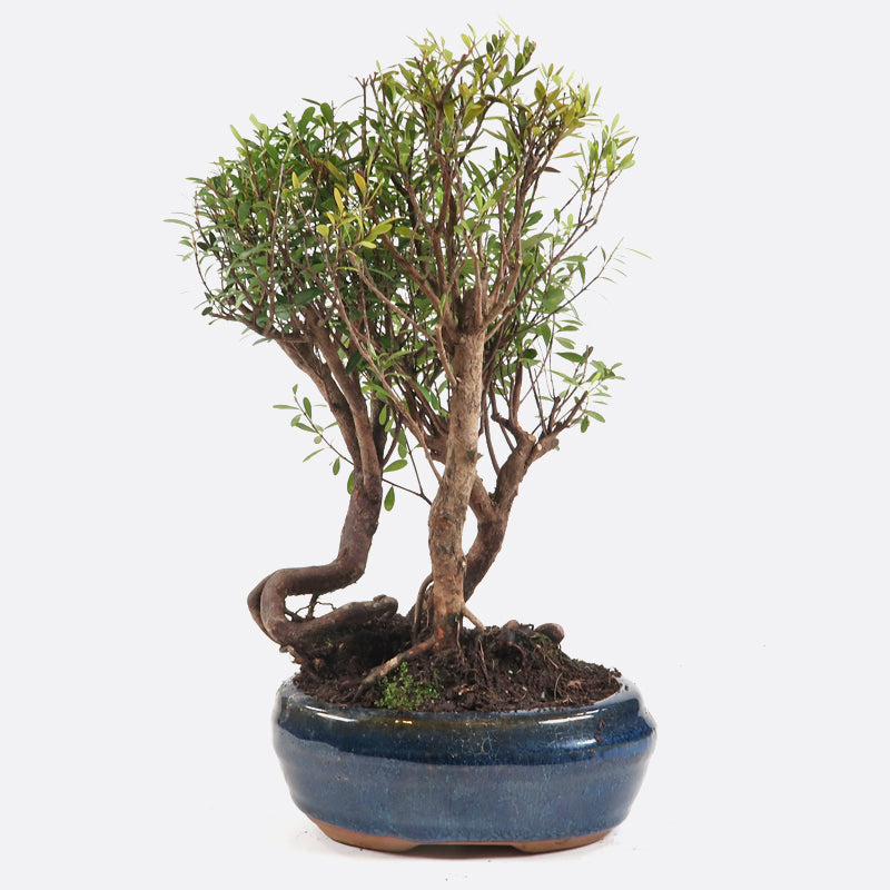 Syzygium buxifolium - buxblättrige Kirschmyrte, ca. 4-6 jährig, Zimmerbonsai