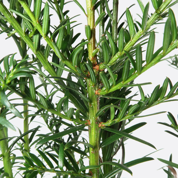 Taxus baccata