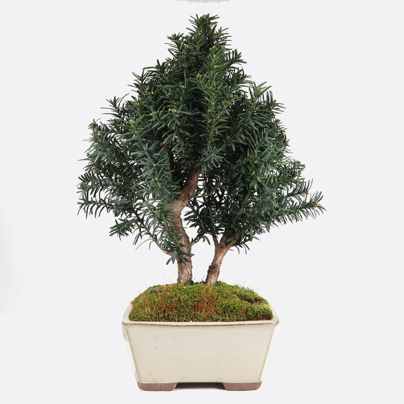 Taxus media anglojap - Eibe, ca. 10 jährig, 45-50 cm, Gartenbonsai