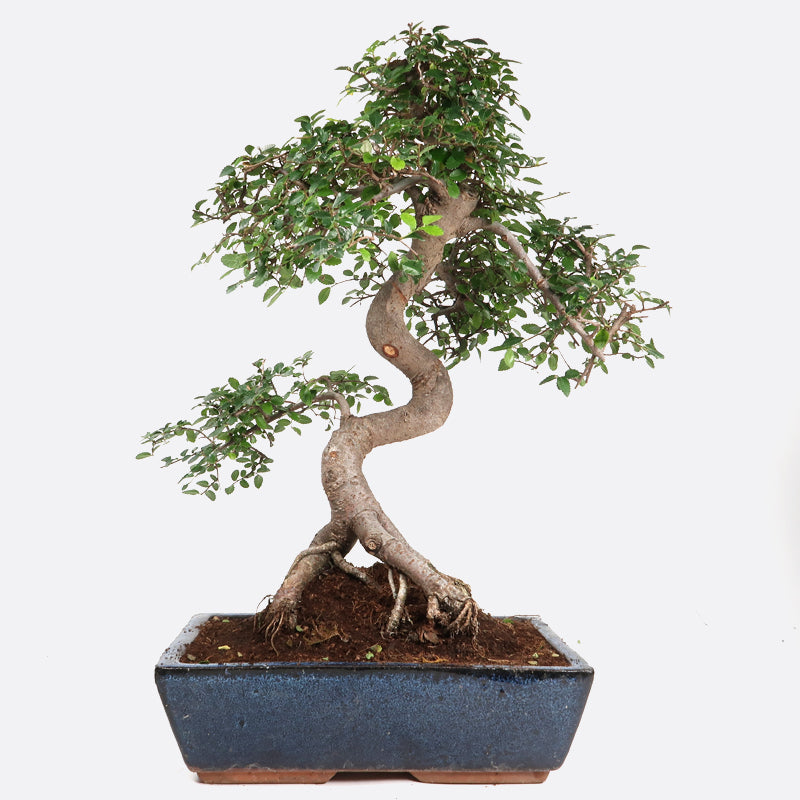 Ulmus - Chinesische Ulme, ca. 14-15 jährig, 45-50 cm, Zimmerbonsai