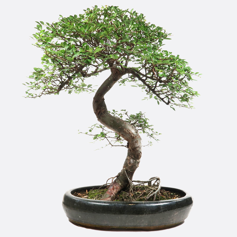 Ulmus - Chinesische Ulme, ca. 23 jährig, 55-60 cm, Zimmerbonsai