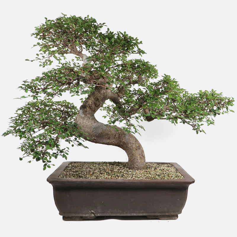 Ulmus - Chinesische Ulme, ca. 38 jährig, 76 cm, Zimmerbonsai