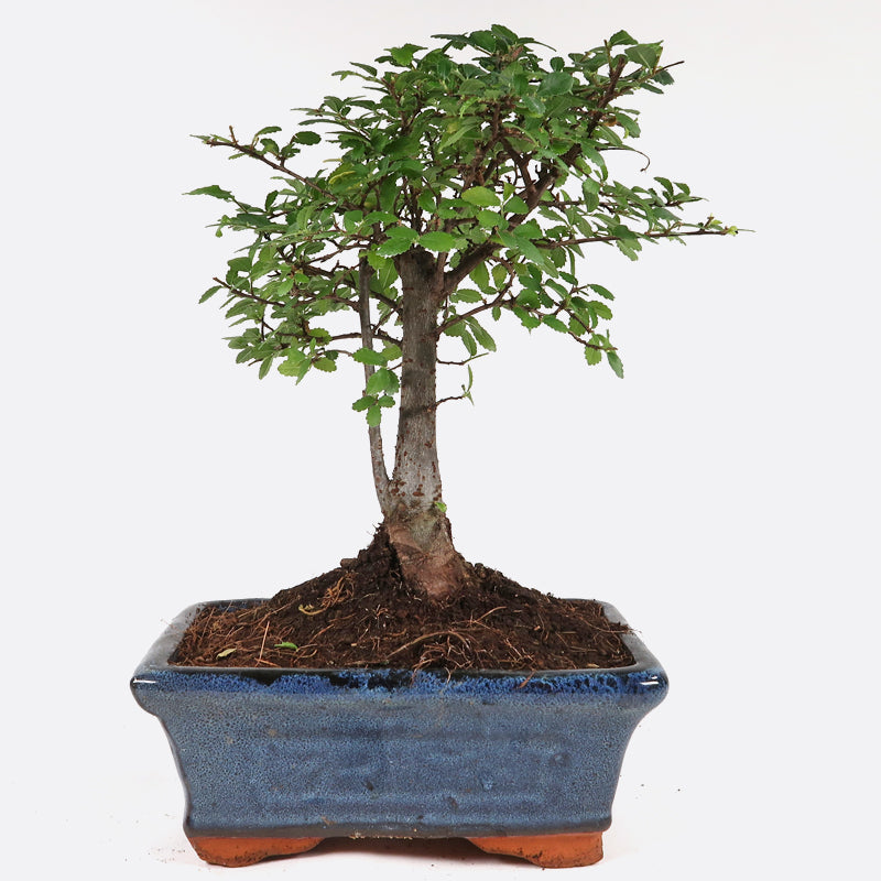 Ulmus - Chinesische Ulme, ca. 6 jährig, 25-30 cm, Zimmerbonsai