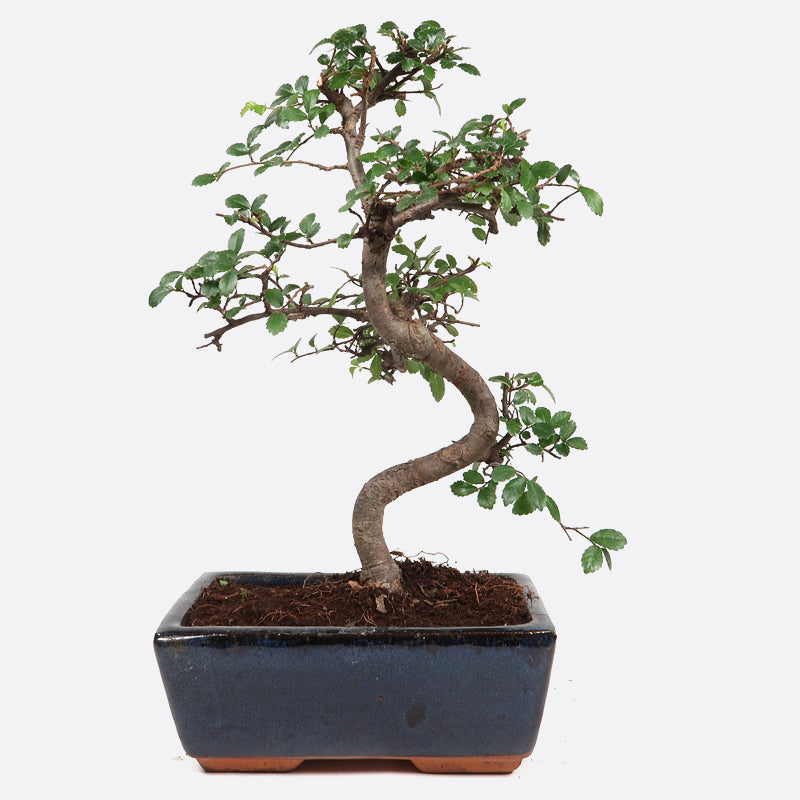 Ulmus - Chinesische Ulme, ca. 7 jährig, 25-30 cm, Zimmerbonsai