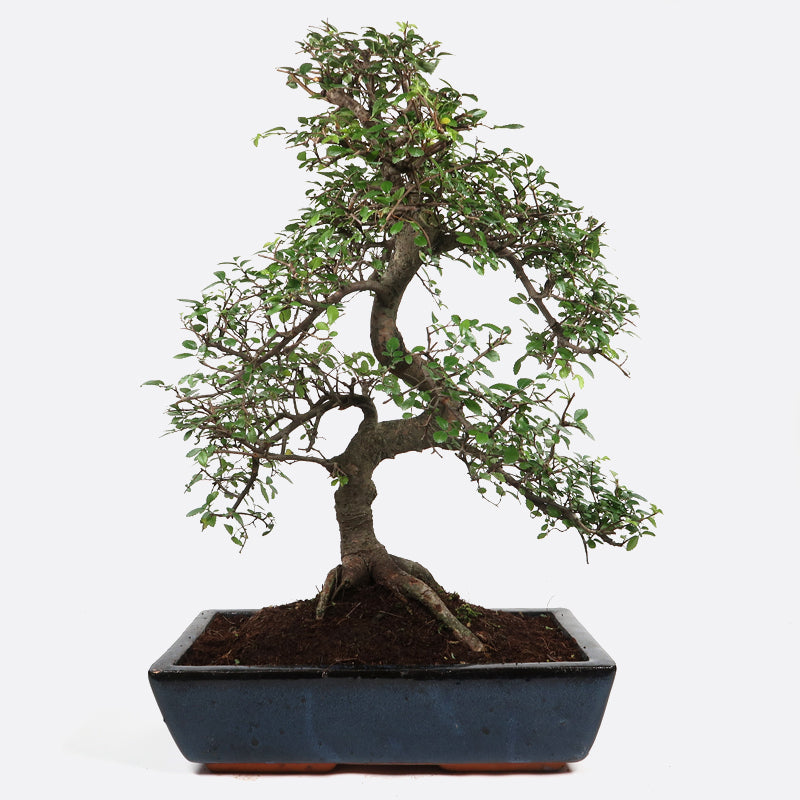 Ulmus - Chinesische Ulme, ca. 11 jährig, 35-40 cm, Zimmerbonsai