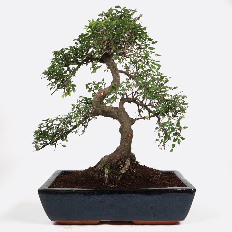 Ulmus - Chinesische Ulme, ca. 19 jährig, 50-55 cm, Zimmerbonsai