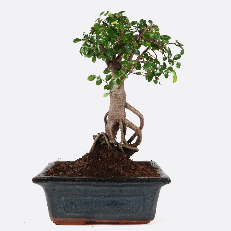Ulmus - Chinesische Ulme, ca. 5-6 jährig, 20-25 cm, Zimmerbonsai