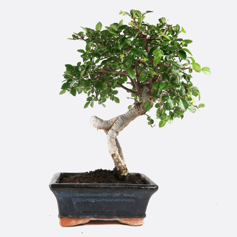 Ulmus - Chinesische Ulme, ca. 5-6 jährig, 30-35 cm, Zimmerbonsai