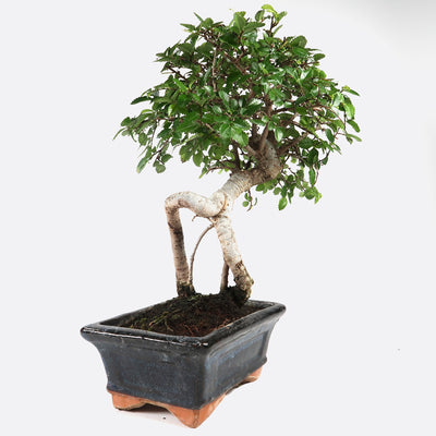 Ulmus - Chinesische Ulme, ca. 5-6 jährig, 30-35 cm, Zimmerbonsai