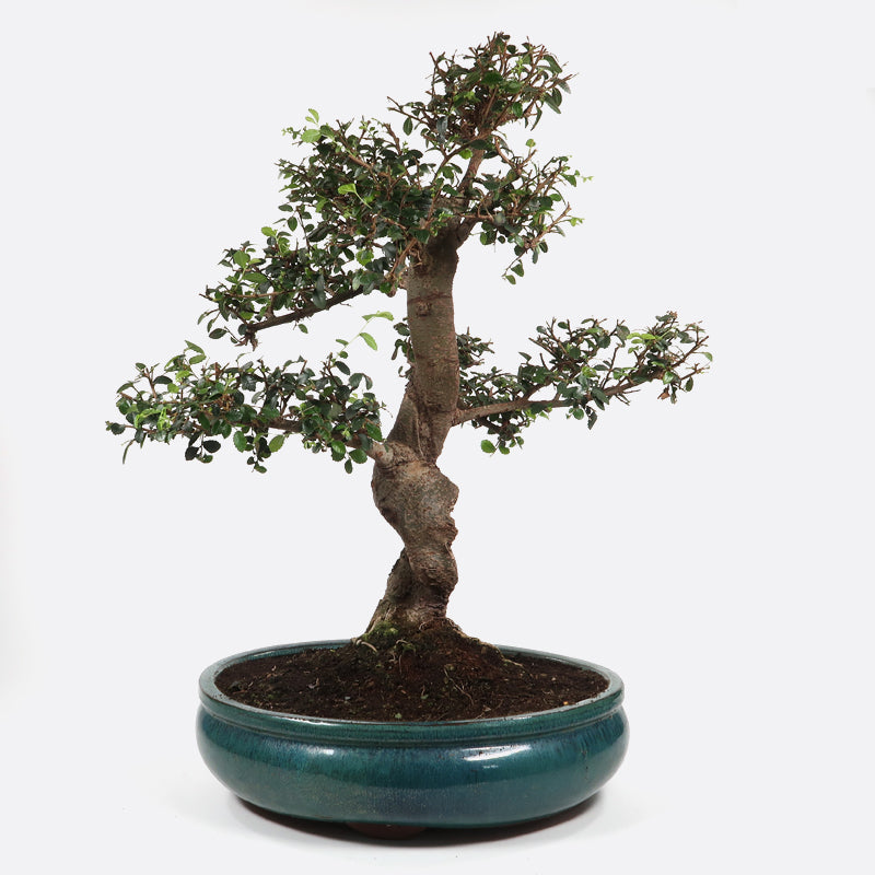 Ulmus - Chinesische Ulme, ca. 20 jährig, 55-60 cm, Zimmerbonsai