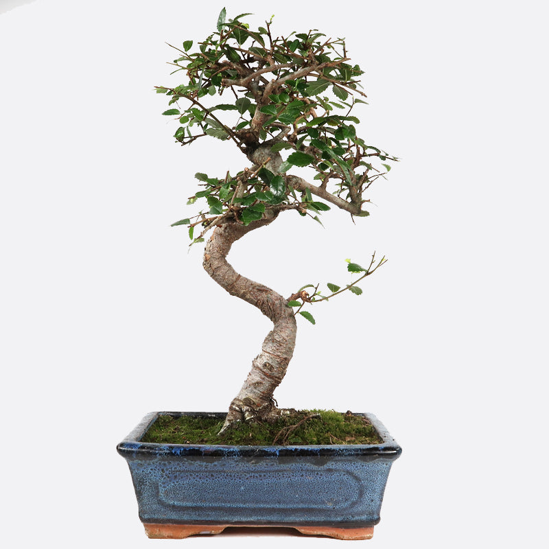 Ulmus - Chinesische Ulme, ca. 8-9 jährig, 30-35 cm, Zimmerbonsai