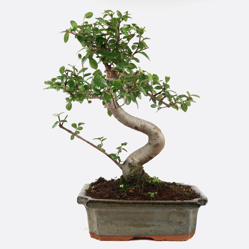 Ulmus - Chinesische Ulme, ca. 8-9 jährig, 30-35 cm, Zimmerbonsai