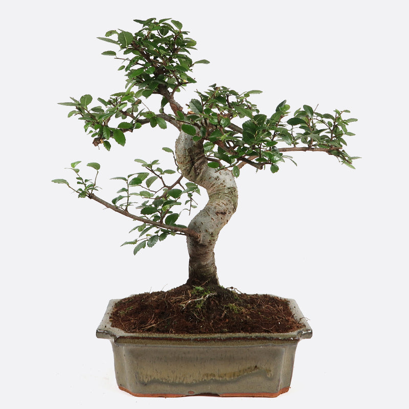 Ulmus - Chinesische Ulme, ca. 8-9 jährig, 30-35 cm, Zimmerbonsai