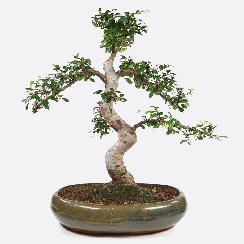 Ulmus - Chinesische Ulme, ca. 12 jährig, 40-45 cm, Zimmerbonsai