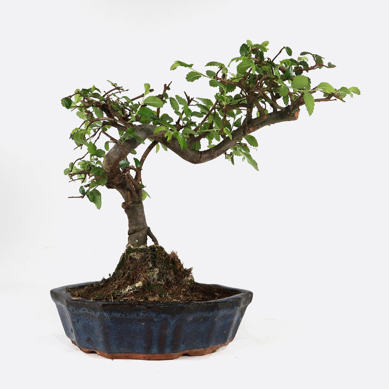 Ulmus - Chinesische Ulme, ca. 7-8 jährig, 25-30 cm, Zimmerbonsai