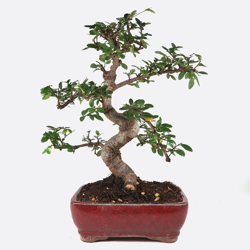 Ulmus - Chinesische Ulme, ca. 10 jährig, 30-35 cm, Zimmerbonsai