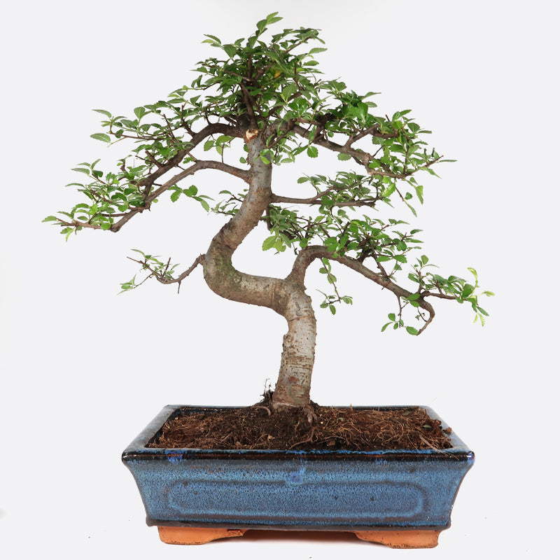 bonsai kaki Princess Persimmon (Roya Kaki) – Island Ornamentals main image 0