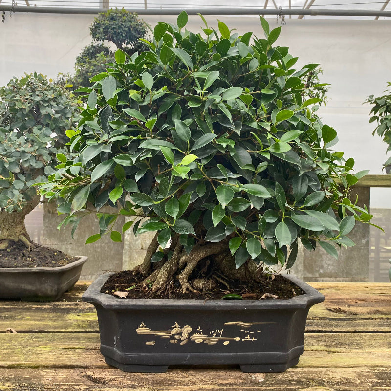Ficus retusa