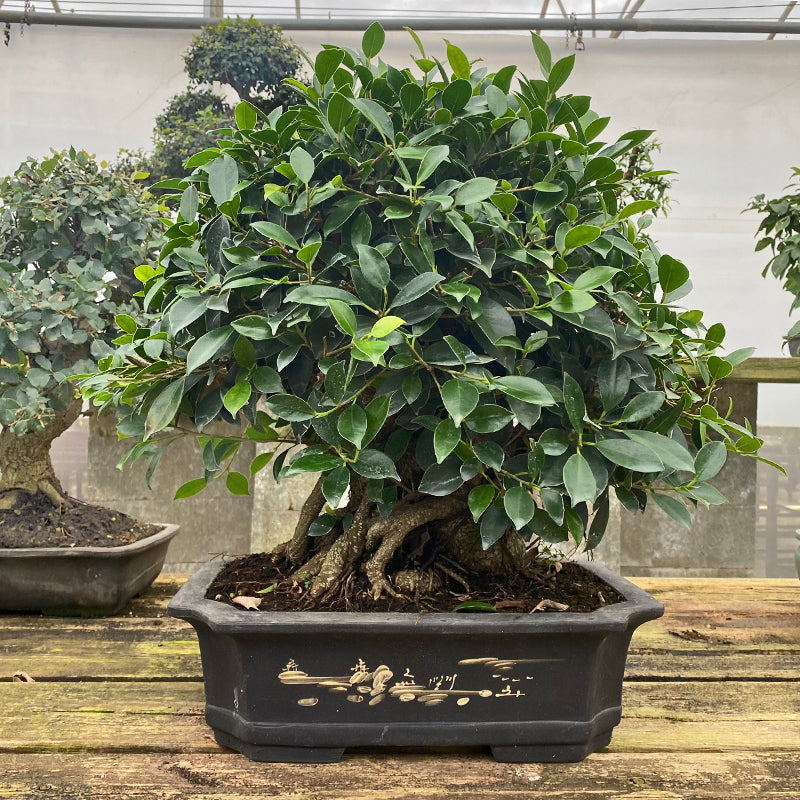 Ficus retusa - Lorbeerfeige zum Gestalten, Zimmerbonsai