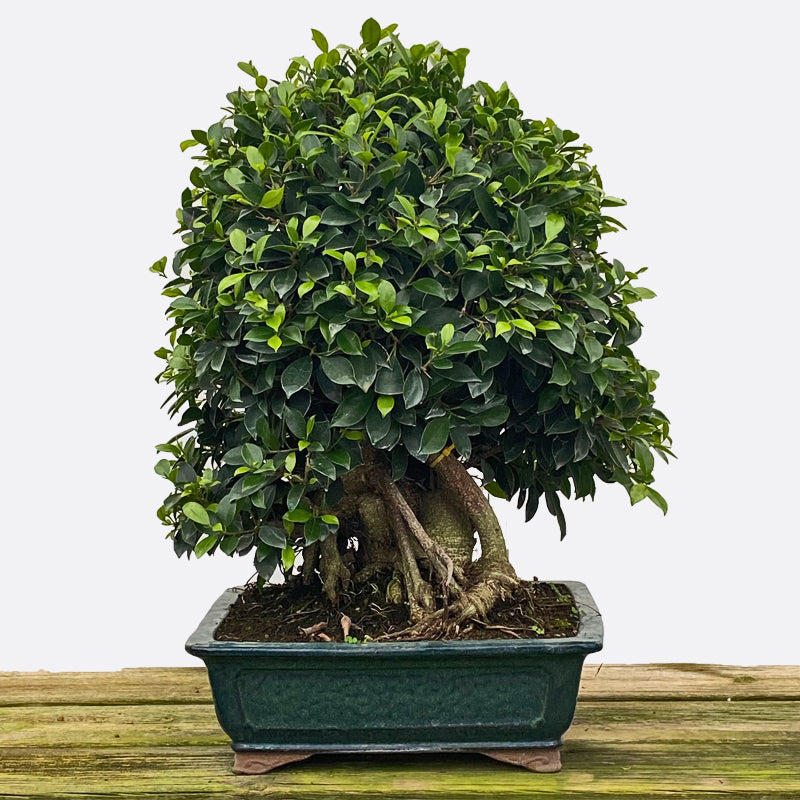 Ficus retusa - Lorbeerfeige zum Gestalten, Zimmerbonsai