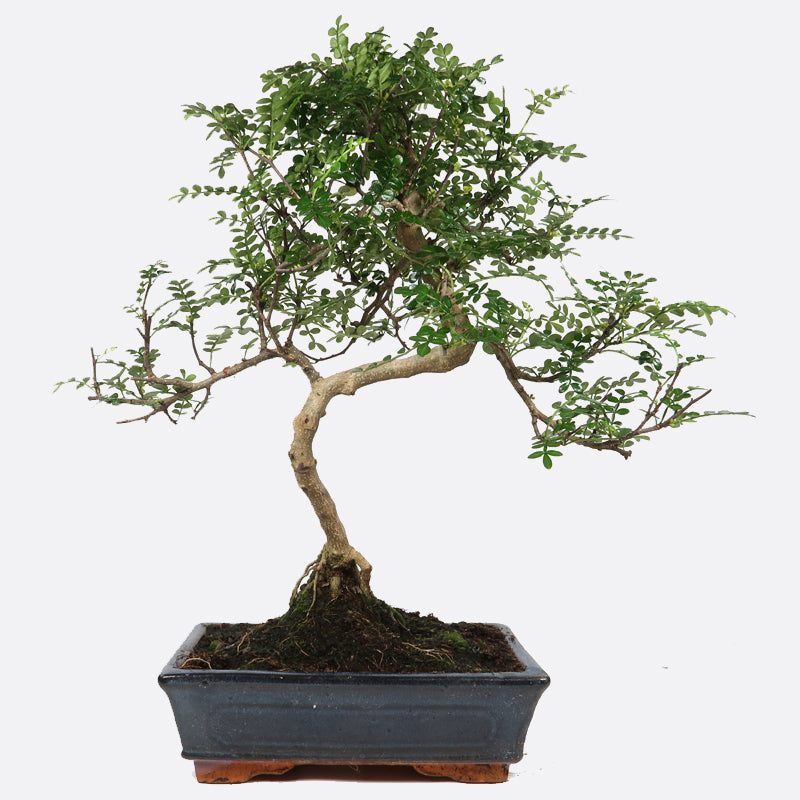 Zanthoxylum - Szechuanpfeffer, ca. 16 jährig, 40-45 cm, Zimmerbonsai