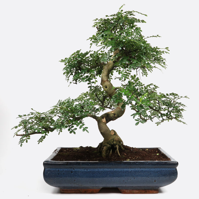 Zanthoxylum - Szechuanpfeffer, ca. 20 jährig, 45-50 cm, Zimmerbonsai