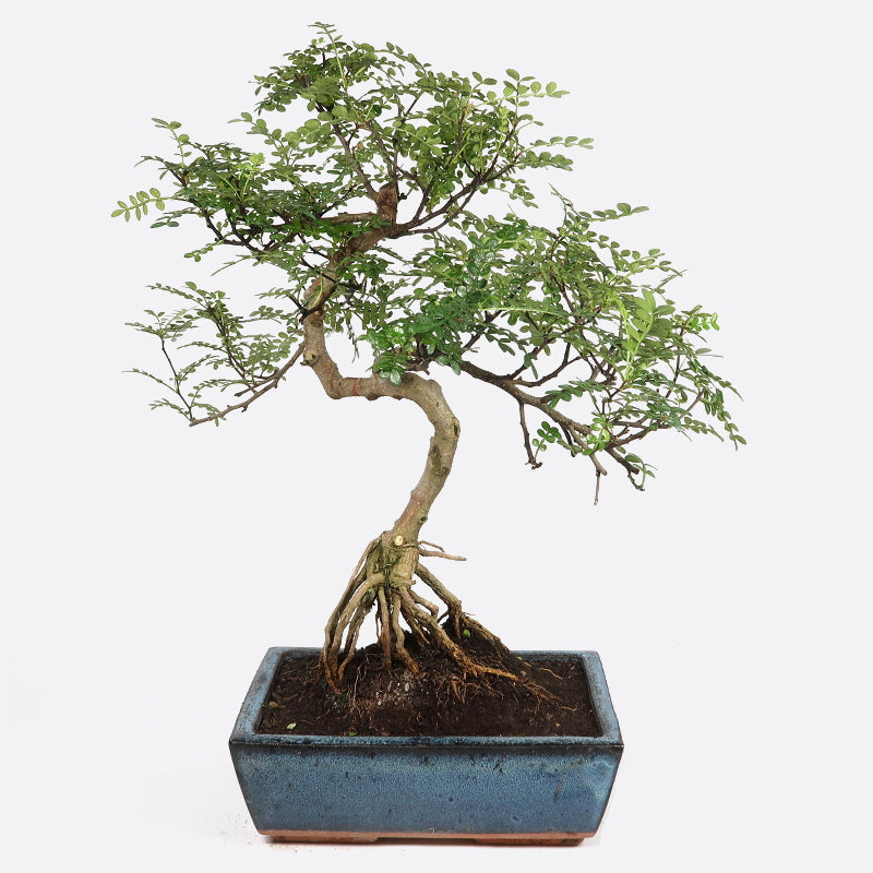 Zanthoxylum - Szechuanpfeffer, ca. 16 jährig, 45-50 cm, Zimmerbonsai